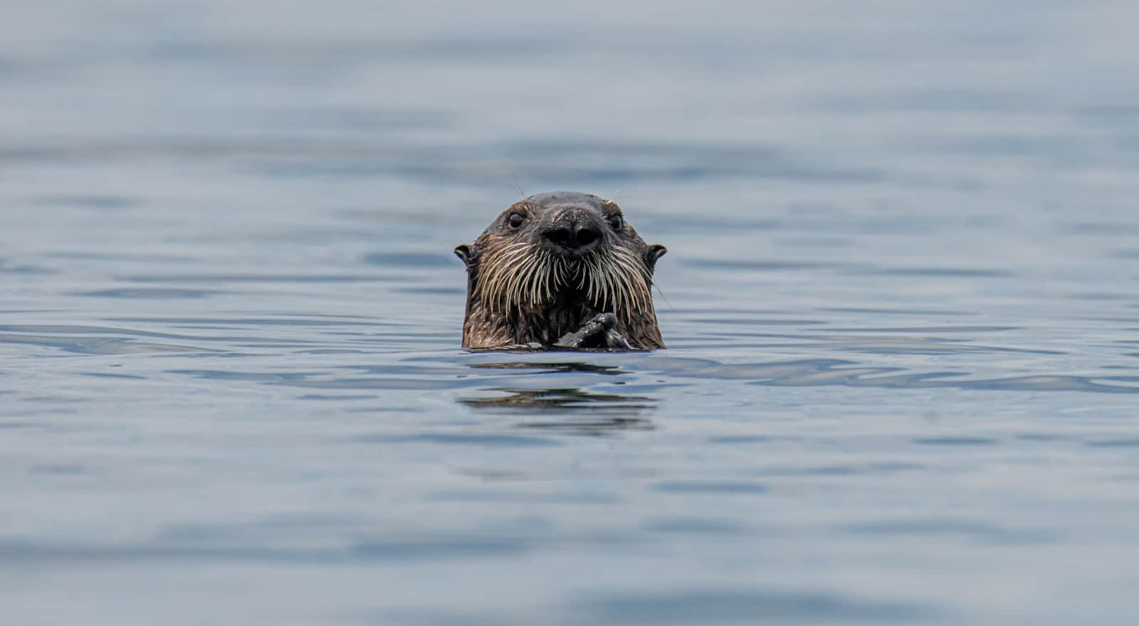 3 Waterman Spirit Dieren die dit teken perfect vertegenwoordigen