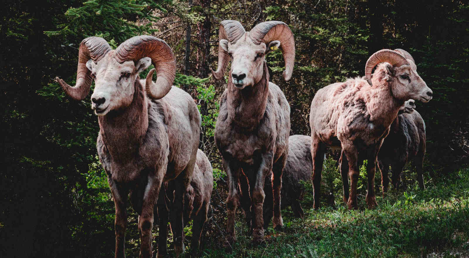 Wat zijn de Ram Spirit Dieren? Een gids voor deze 5 dieren