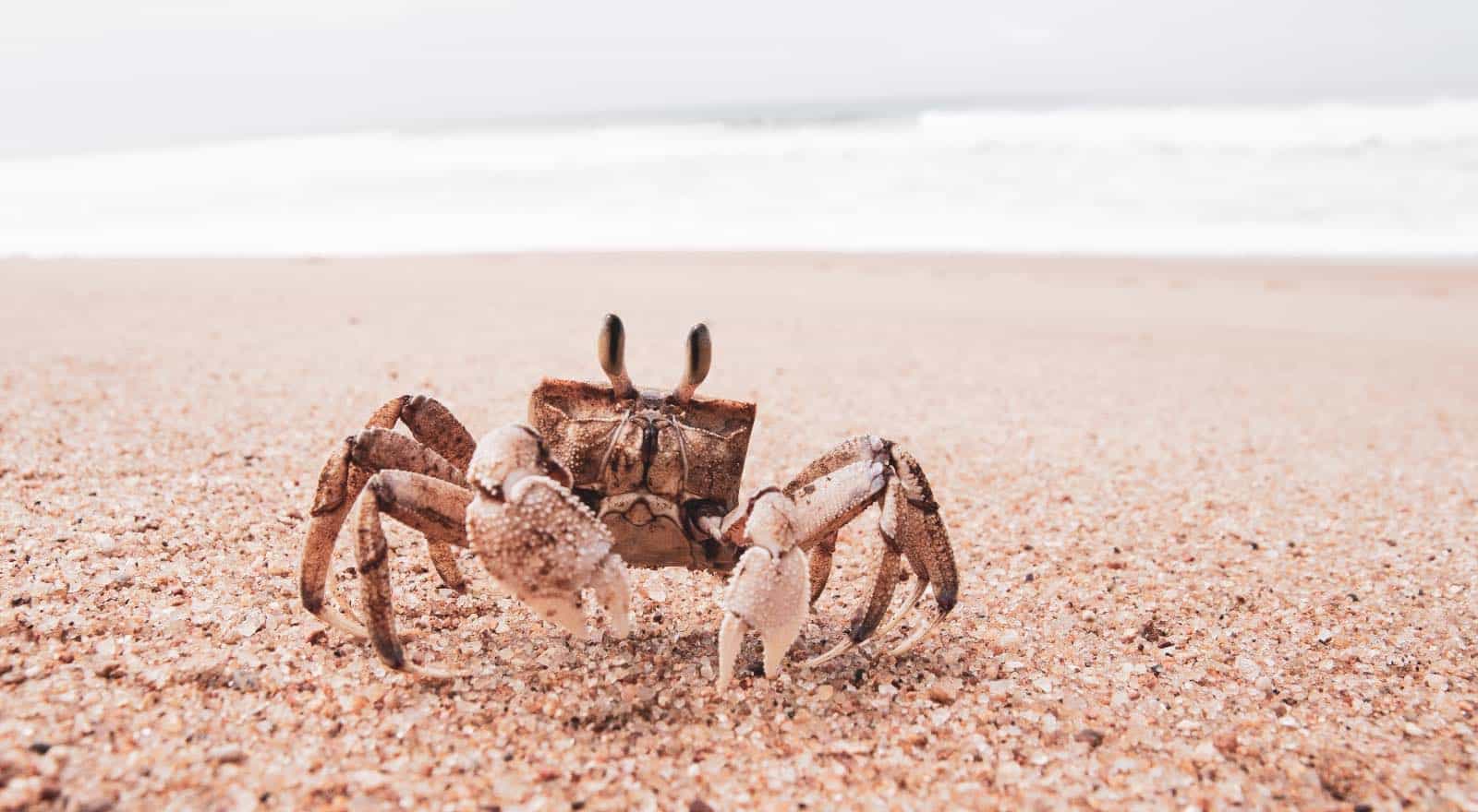 Cancer Spirit Animal - 5 dieren die dit sterrenbeeld vertegenwoordigen