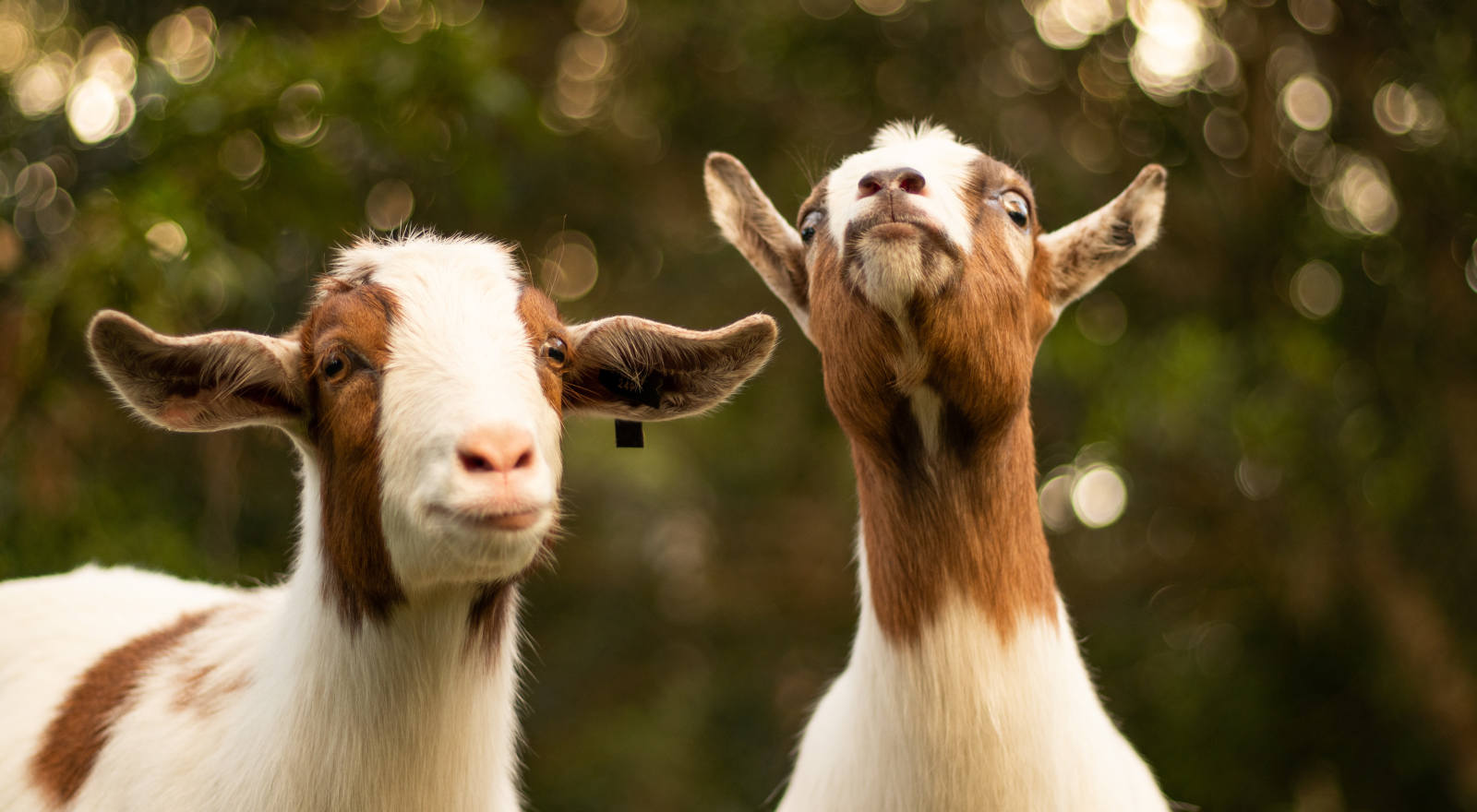 Steenbok Spirit Animals - 5 geweldige gidsen voor dit teken