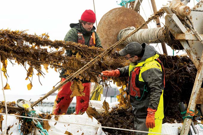 Arbeiders landbouwlijnen van kelp