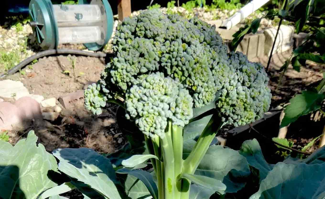 Broccoli in een tuin